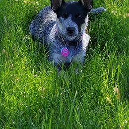 Australian Cattle Dog Puppies from RnB Cattle Dogs