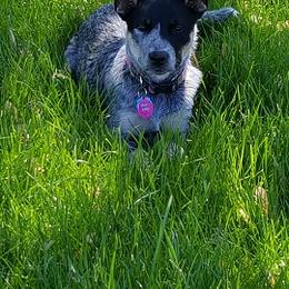 Australian Cattle Dog Puppies from RnB Cattle Dogs