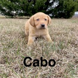 Cabo - Yellow male Labrador Retriever puppy in Mineral, Virginia from Canine Assist