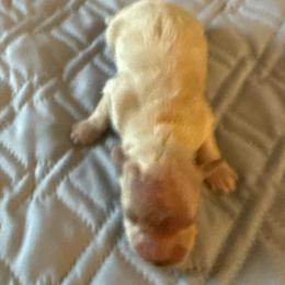 Kenza - Fawn male Havanese puppy in Hudson, New York from Havanese of Claverack and Hudson Valley Labradors