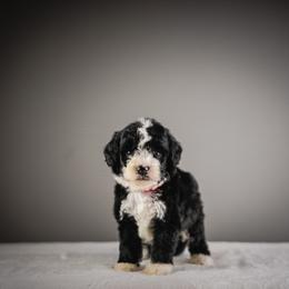 Blue Jeans - Red Collar - Tri-color male Bernedoodle puppy in Caldwell, Idaho from Boise Doodle Co.
