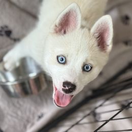 Pink Collar - White female Pomsky puppy in Exeter, Rhode Island from Ocean State Pomskies