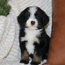 Coco -TRI COLOR - Tri-color female Bernedoodle puppy in Apple Creek, Ohio from Arlene Hershberger