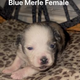 Lilah - Blue merle female Toy Australian Shepherd puppy in Alabaster, Alabama from Bama Belle Aussies