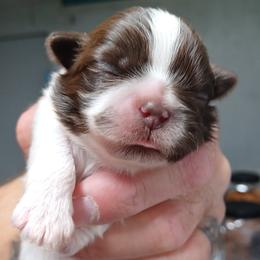 Girl 1 - Chocolate female Shih Tzu puppy in Houston, Texas from Shih Tzu Houston
