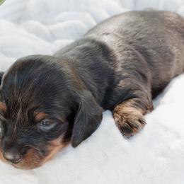 Dachshund Puppies from McQueen farms