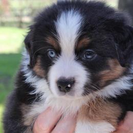 Erin - Black tri-color female Australian Shepherd puppy in Colorado Springs, Colorado from Rocky Mountain Aussies