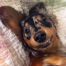 Dachshunds, Dalmatians, Havanese, Maltese, Pomeranians, and Poodles from Destination Dalmatian