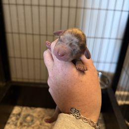 Boy 2 - Dapple male Dachshund puppy in Stamford, Texas from West Texas Miniature Dachshunds