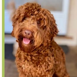 Roux - Australian Labradoodle