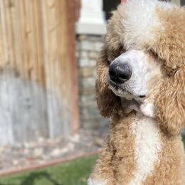 Goldendoodles from Apricot Poodles & Goldendoodles, LLC