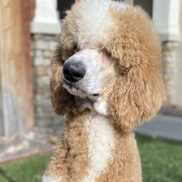 Goldendoodles from Apricot Poodles & Goldendoodles, LLC