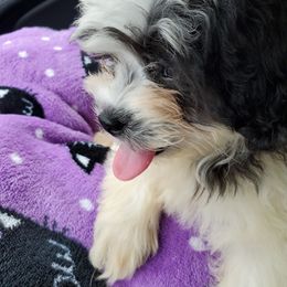 Shihpoo Puppies from Mark Melton