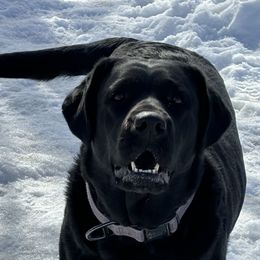 Morgan - Labrador Retriever