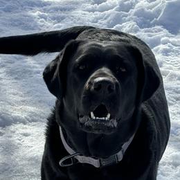 Morgan - Labrador Retriever