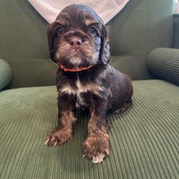 Orange Collar Boy - Brown white and tan male Cocker Spaniel puppy in Simms, Texas from Clayton’s Cocker Spaniels