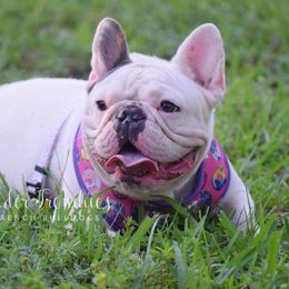 Amara - French Bulldog