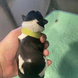 Wiggles - Parti male Miniature Schnauzer puppy in Palestine, Texas from Miniature Schnauzer Puppies of Palestine Tx