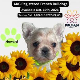 Howard - White male French Bulldog puppy in Michigan from Fur Baby Farms