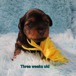 Yorkshire Terrier Puppies from Yorkieology