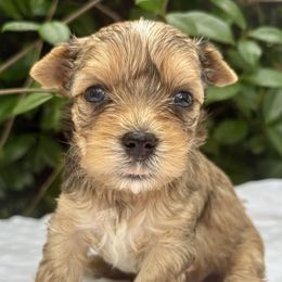 Diana - Tan female Yorkshire Terrier puppy in Bunnell, Florida from Royal Biewer and Royal Aussies