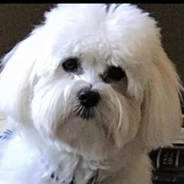 Orion - Coton de Tulear