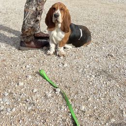 "Ravenna dam" Basset Hound Puppies from Little Patch of Heaven