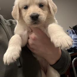 Teal girl - Light golden female Golden Retriever puppy in Murrieta, California from The Golden Leash Kennels