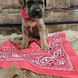 Hot pink-Straw carrier - Gray female Cane Corso puppy in Fritch, Texas from Carrie Brown's Cane Corsos