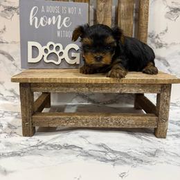 Margo - Black and gold female Yorkshire Terrier puppy in Sumner, Iowa from Byerly's Beautiful Yorkies