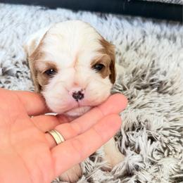 Nelly - Blenheim female Cavalier King Charles Spaniel puppy in Bandera County, Texas from Hill Country Cavaliers