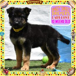 DREYERS BIG GIRL - Black and red female German Shepherd puppy in Murrieta, California from Diamond Oaks German Shepherds