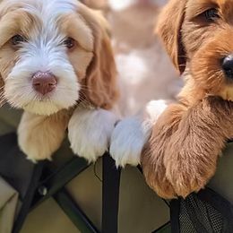 Australian Labradoodles from Paws Beyond The Pines