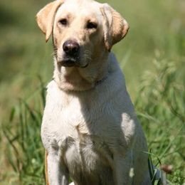 Labrador Retrievers from Rockin X