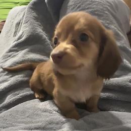 Kiba - Chocolate male Dachshund puppy in Denham Springs, Louisiana from Rockin’ with Dachshunds