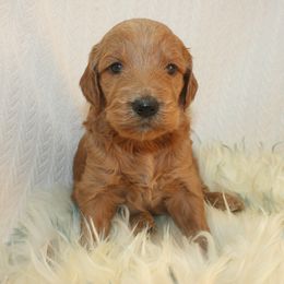 Aussiedoodle, Goldendoodle, and Pyredoodle Puppies from Loving Doodle