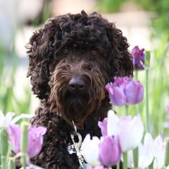 Gloria - Australian Labradoodle