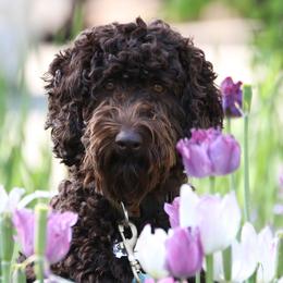 Gloria - Australian Labradoodle