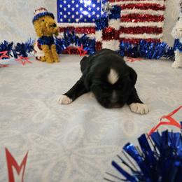 Tibetan Terrier Puppies from West Coast Tibetans