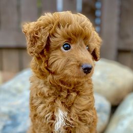 Ron - Red tri-color Aussiedoodle puppy in Ivins, Utah from A Puppy Crush