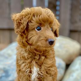 Ron - Red tri-color Aussiedoodle puppy in Ivins, Utah from A Puppy Crush