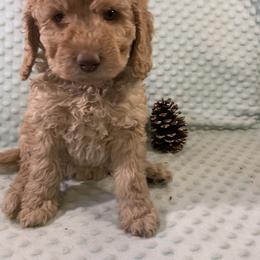 Goldendoodle Puppies from Aimee Schamback