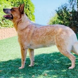 Australian Cattle Dog All Grown Up from Devon’s ACDs