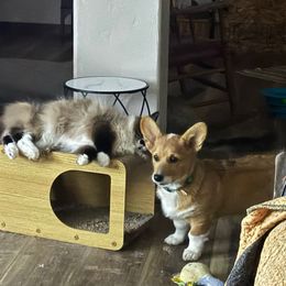 Wilma Flinstone- Pink Collar - Red female Pembroke Welsh Corgi puppy in Olathe, Colorado from Rocking LJ Breeding