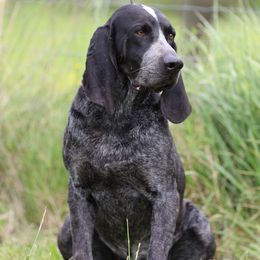 Steel - Bluetick Coonhound
