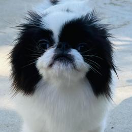 Jigsaw - Black and white male Japanese Chin puppy in Morongo Valley, California from KaLor Japanese Chin