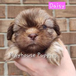 Daisy - Red female Shih Tzu puppy in Lebanon, Missouri from Playhouse Puppies
