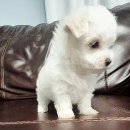 Maltese - White male Maltese puppy in Austin, Texas from Austin Maltese Babies