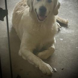 Oakley - Light golden male Golden Retriever puppy in Portland, Tennessee from Whiskey Ridge Retrievers