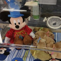 Golden Retriever Puppies from SUN-GOLDEN KENNELS